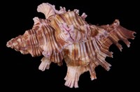 藏品(社會島骨螺)的圖片